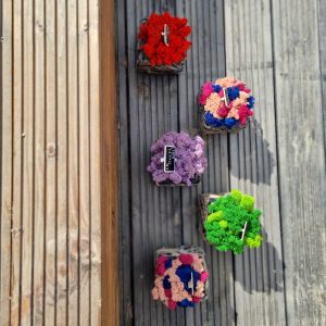 Aranjamente/ Cutii/ Ghivece