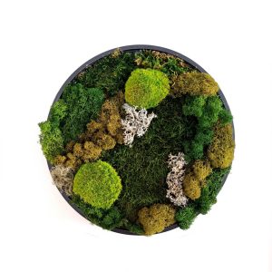 Tablou rotund licheni și mușchi